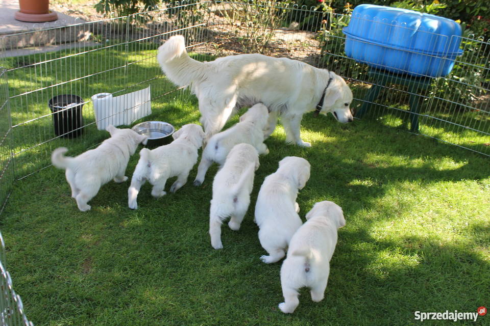 Golden Retriever szczeniaki gotowe do odbioru Zielona Góra