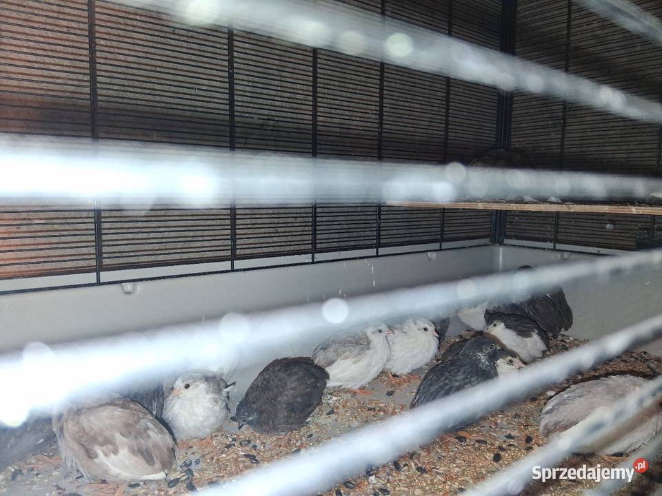 Przepiorki chińskie Szubin