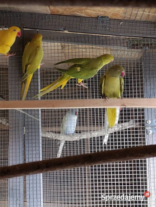 Aleksandrety obrożne głowa ogon Grodzisk Wielkopolski