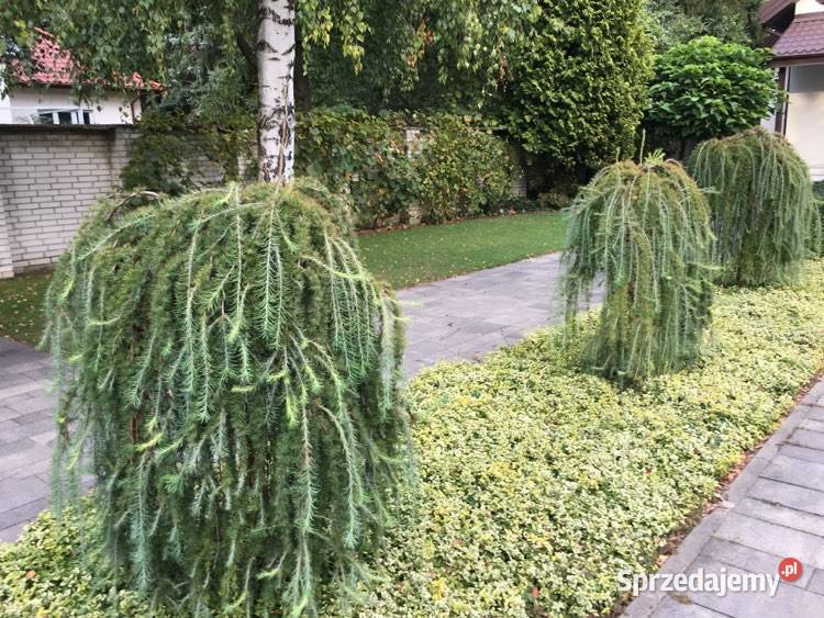 Sprzedam sadzonki trzmieliny Emerald Gold Liściaste Warszawa