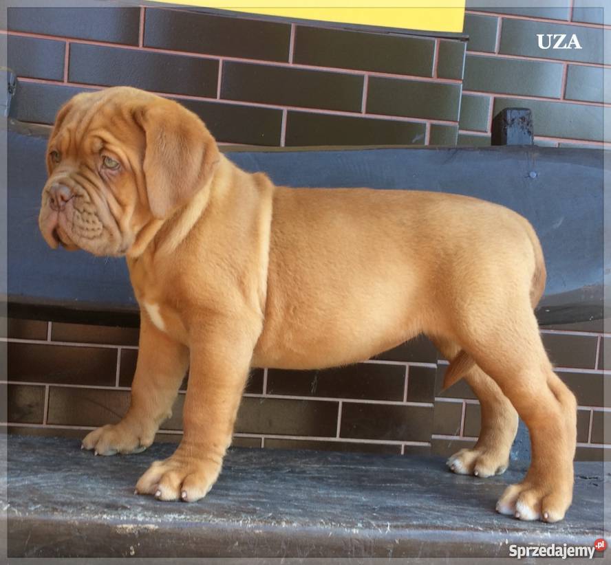 Dogue de Bordeaux Dog Mastif szczenię suczka sprzedam