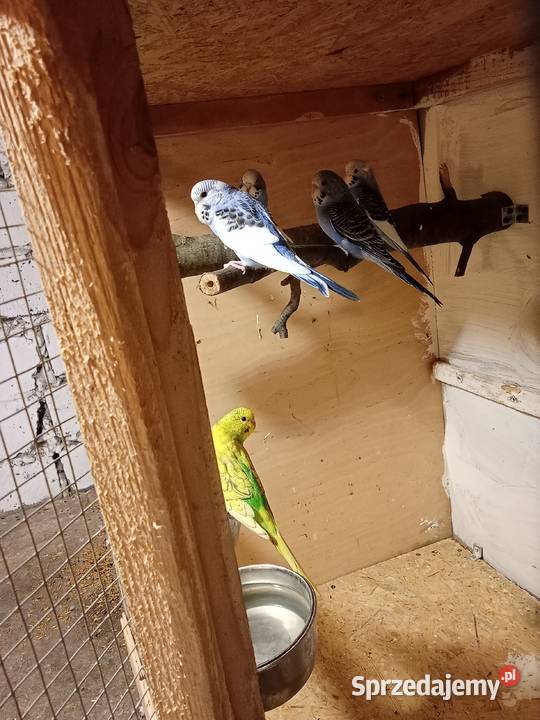 Papugi faliste 2025r Sędziszów Małopolski