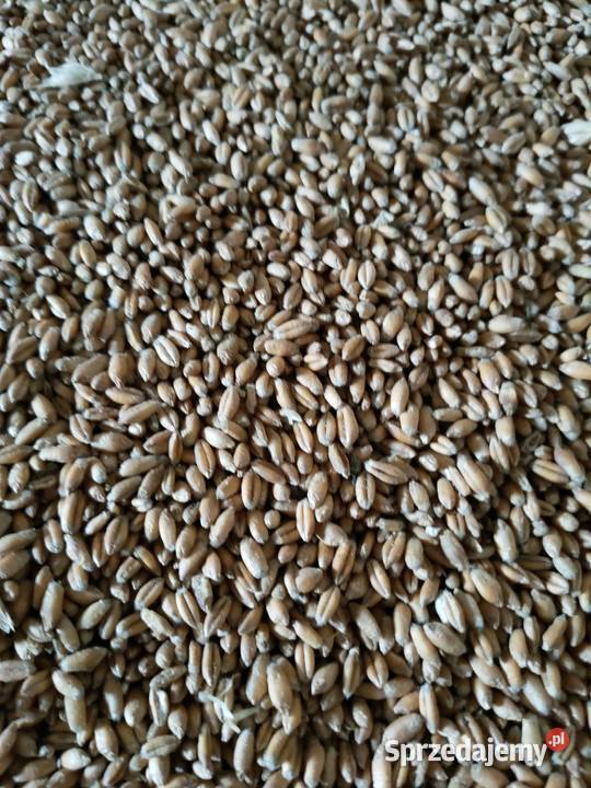 Sprzedam owies Oborniki sprzedam