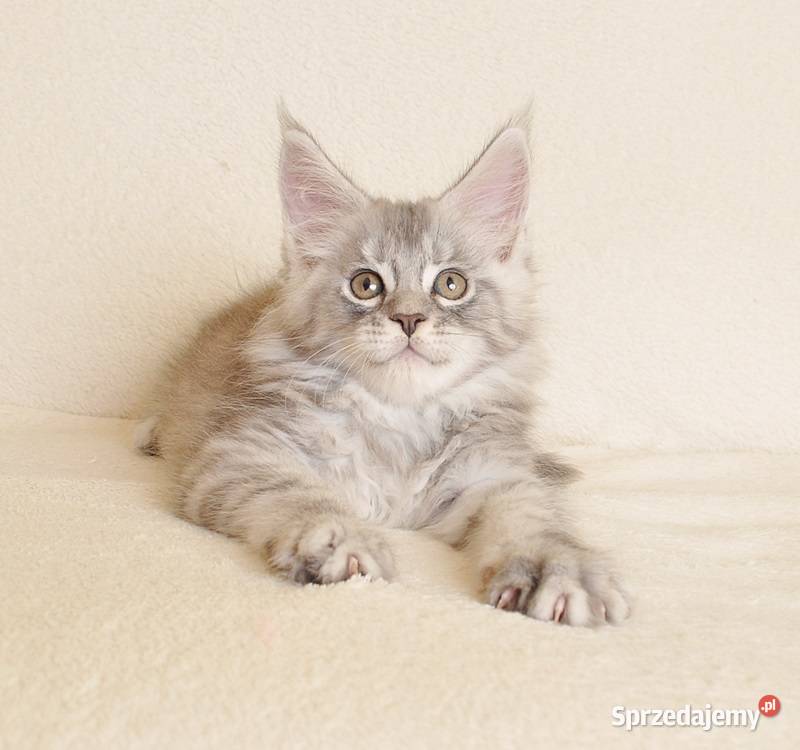 Przepiękny kocurek Maine Coon z rodowodem PZFWCF Białystok