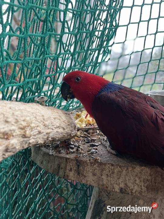 PAPUGA Lora wielka samiczka 6 lat Ptaki Niwiska