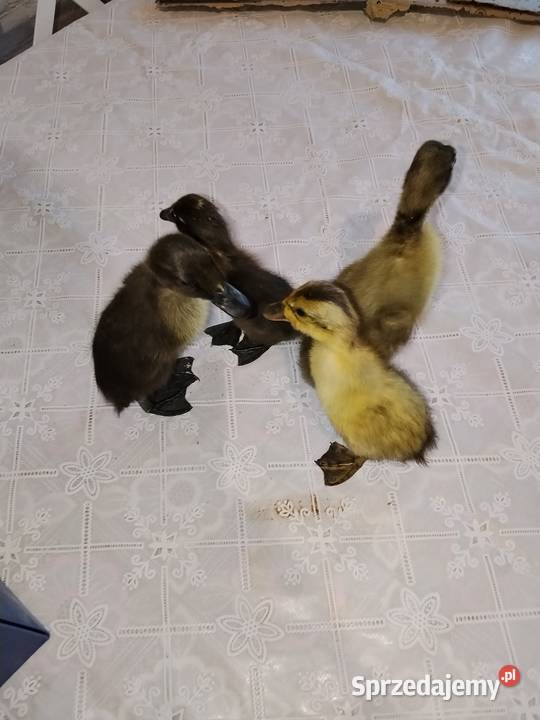 Kaczki Biegusy 4 Suchorzów