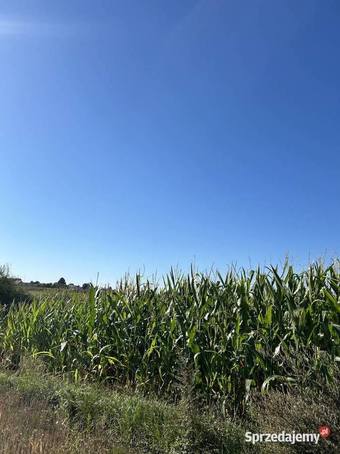 Kukurydza na pniu Pozostałe