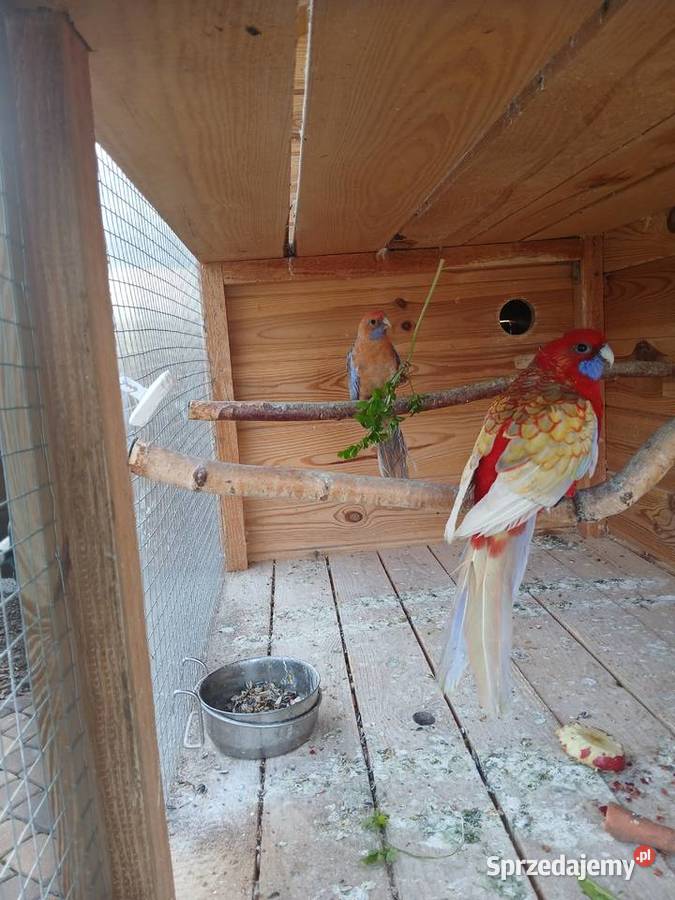 Woliera z papugami okazja Zgórze