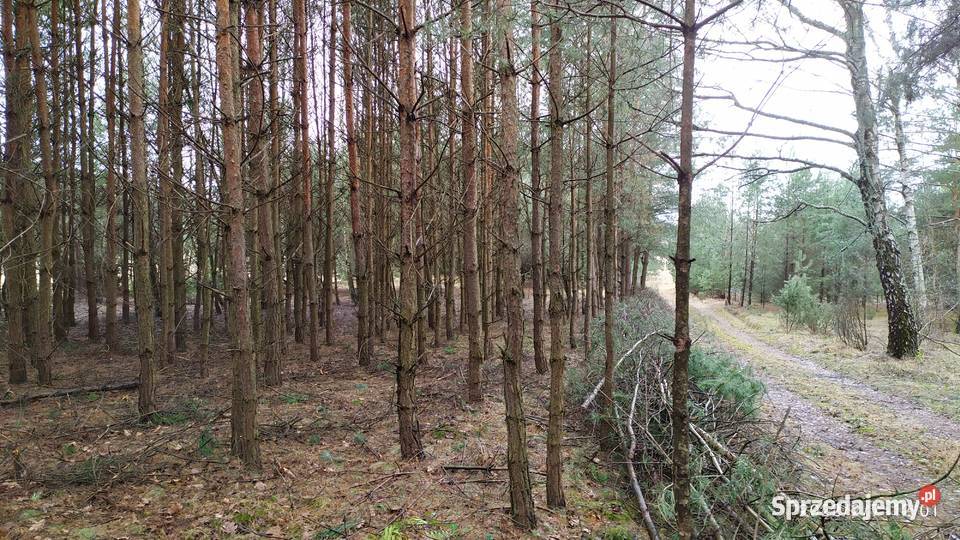 Sprzedam działkę rolną w sąsiedztwie lasów świętokrzyskie Bocheniec sprzedam
