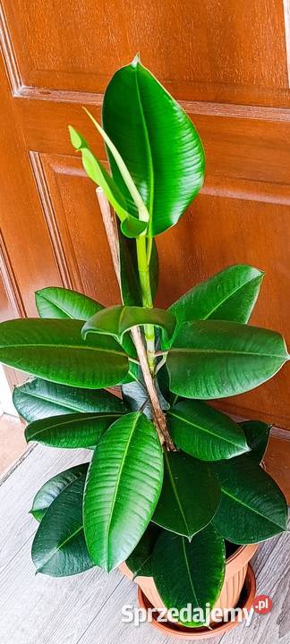Fikus sprężysty Ficus elastica Robusta sprzedam