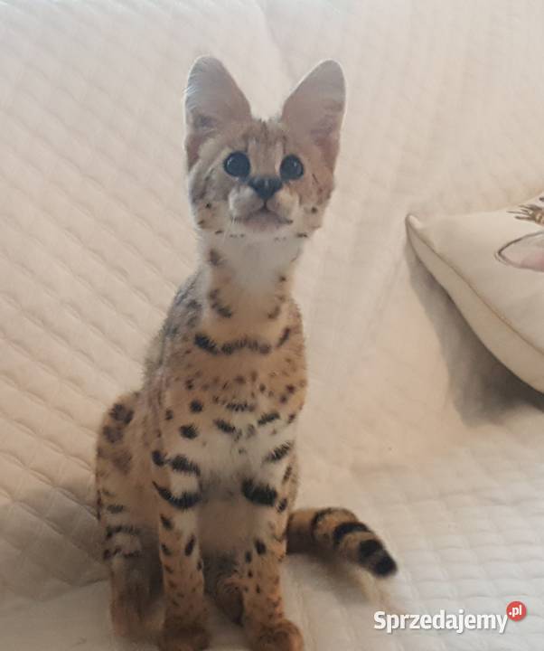 Serval Afrykański mazowieckie Józefów