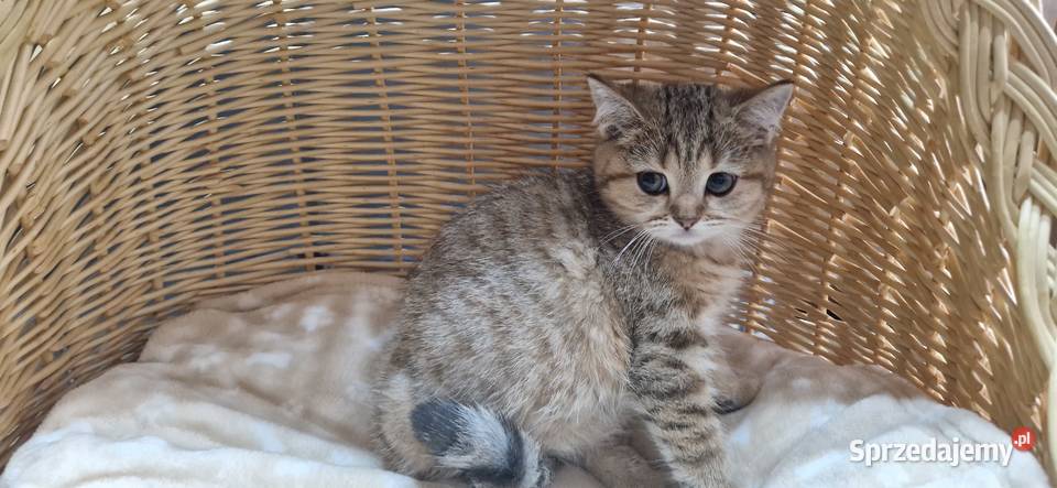 Kocurek Brytyjski złocisto pręgowany śląskie Katowice