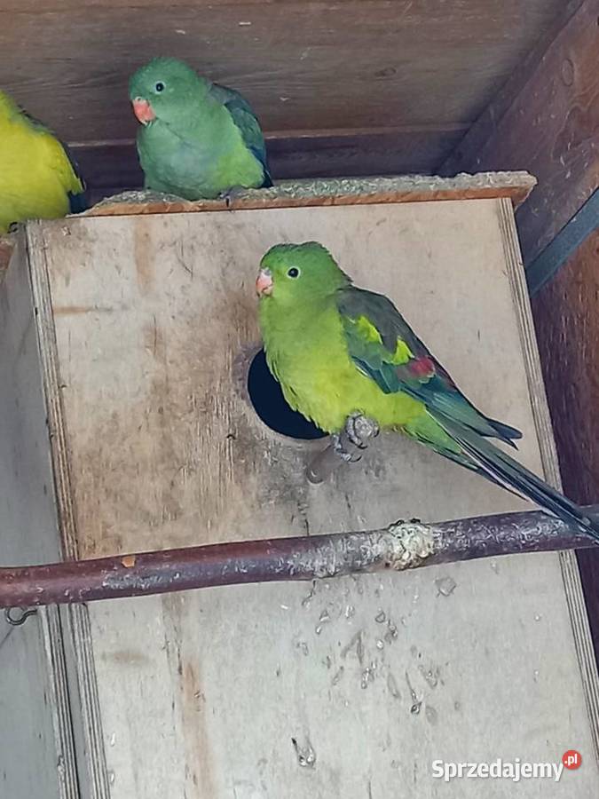 Papugi górskie bergi Ptaki Rybnik sprzedam
