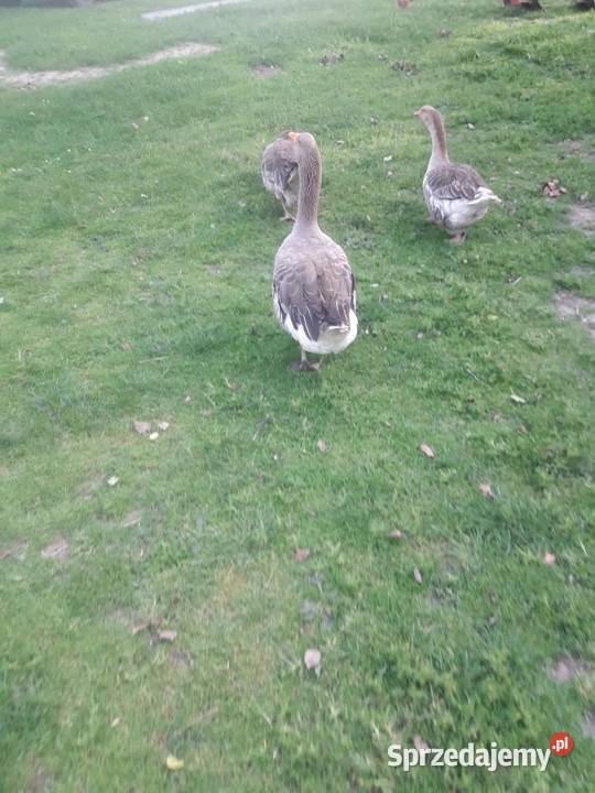 Jajka legowe gęsi landers Czarnocin
