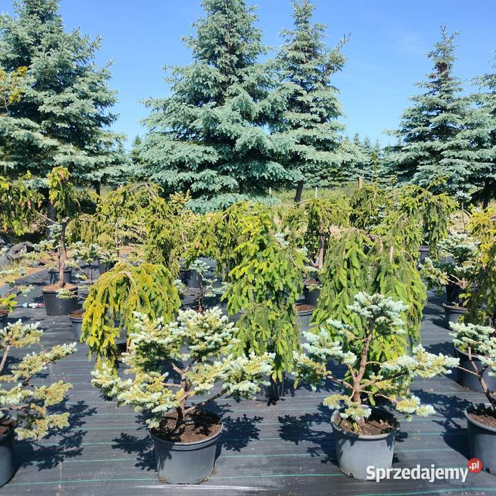 Bonsai jałowiec sosna świerk jodła Bonsai Jelitów