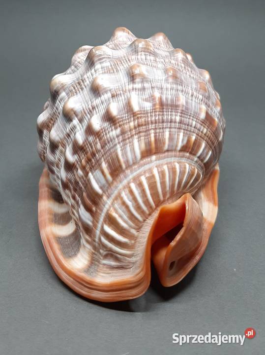 Muszla Byczy pysk lubelskie Lublin sprzedam