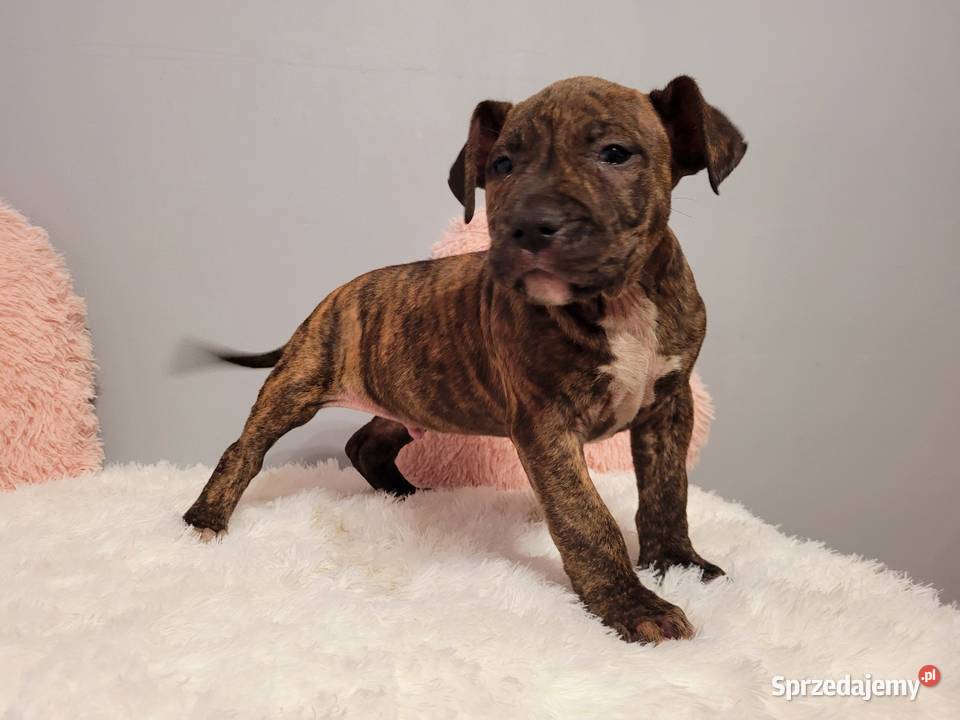Cudny Szczeniak American Stafford Terier Kraków