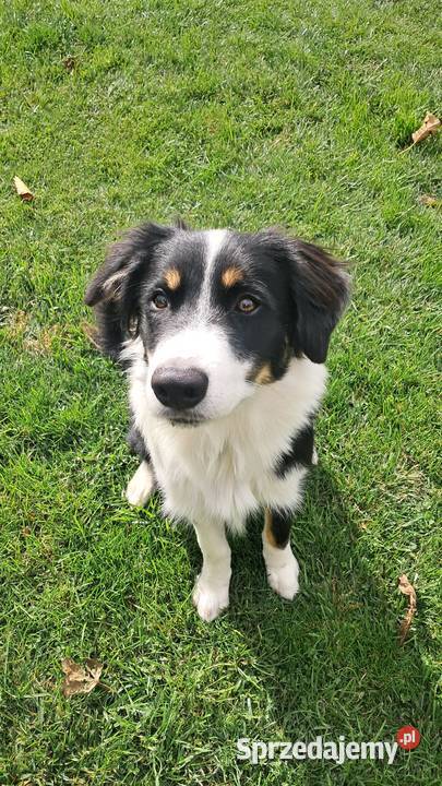 Border Collie piesek BAGI z hodowli NEGRESSE Pozostałe Porąbka Uszewska