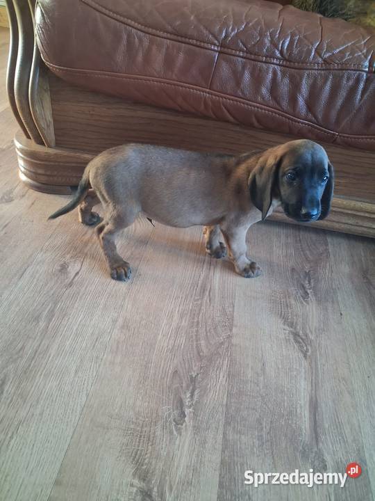 Posokowiec bawarski ostatni wolny piesek Brzesko