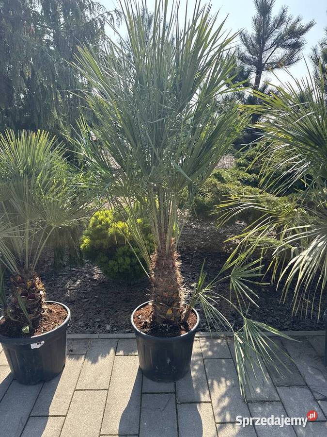 Sprzedam piękne palmy do ogrodu dolnośląskie Wrocław sprzedam