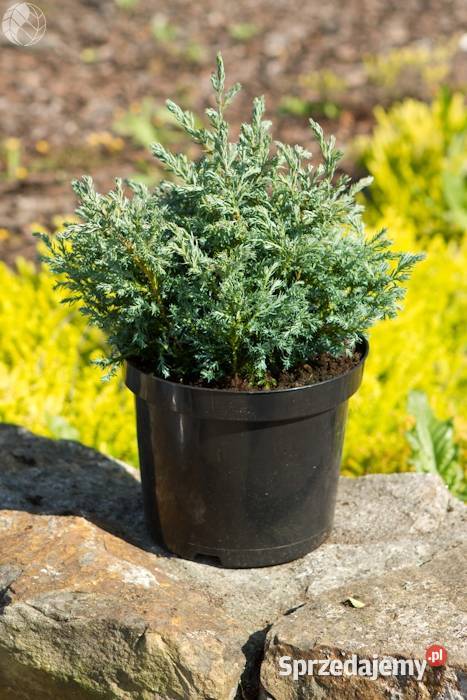 Cyprysik groszkowy BABY BLUE Pogorzela