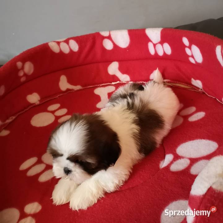 Szczenięta rasy SHIH TZU Biało Czarne Tricolor Szczecinek