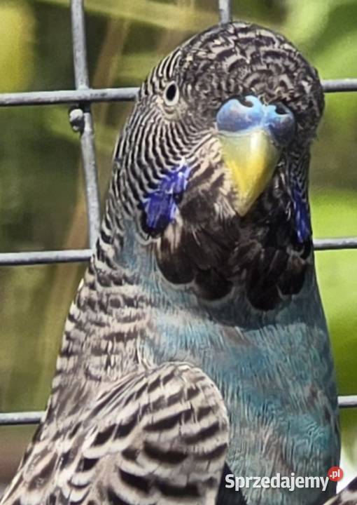papużka falista blackface łatwo się oswaja może Bolesławiec