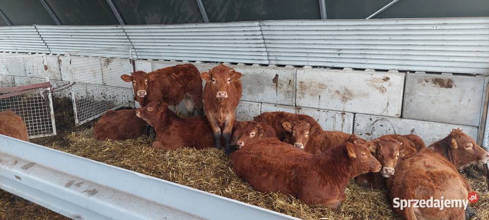 Odsadki jałówki lm limousine Strzelce Opolskie
