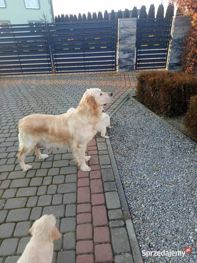 Golden retriever Gągolin