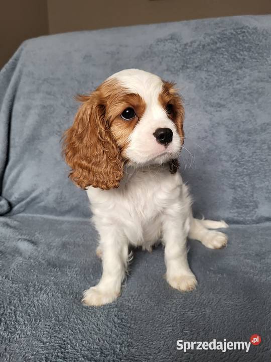 Cavalier King Charles Spaniel Blenheim Samiec Częstochowa