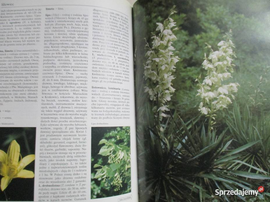 Leksykon roślin ozdobnych i użytkowych leksykon Łódź