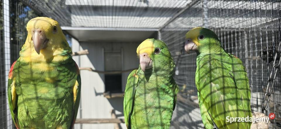 Amazonka Oratrix Magna żółtogardła Skawina