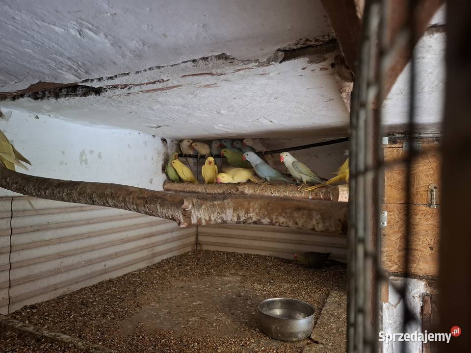 Aleksandretta obrożna 2025 24 Nieborowice