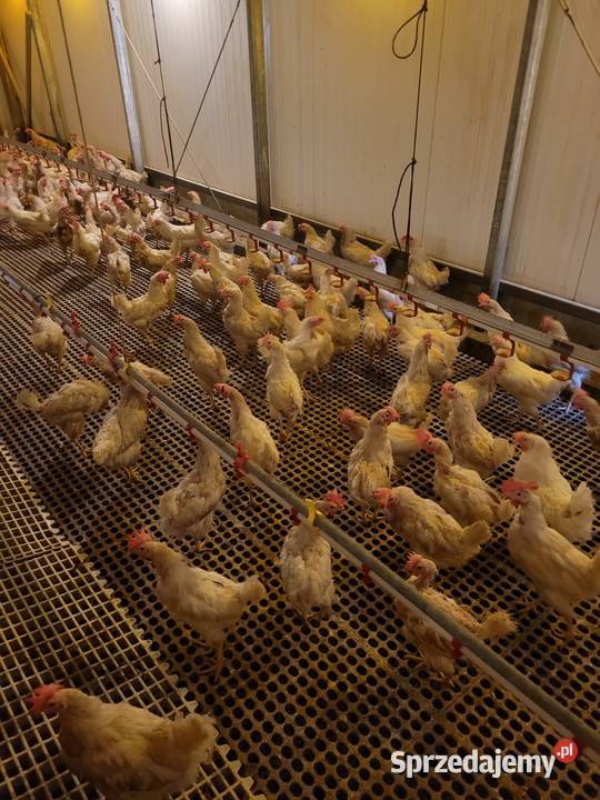 Kury nioski sondy sonia 10 sztuka Drób i ptactwo Radocza