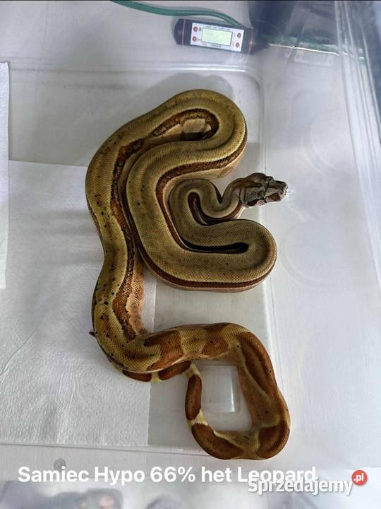 Wąż pyton królewski boa Płock