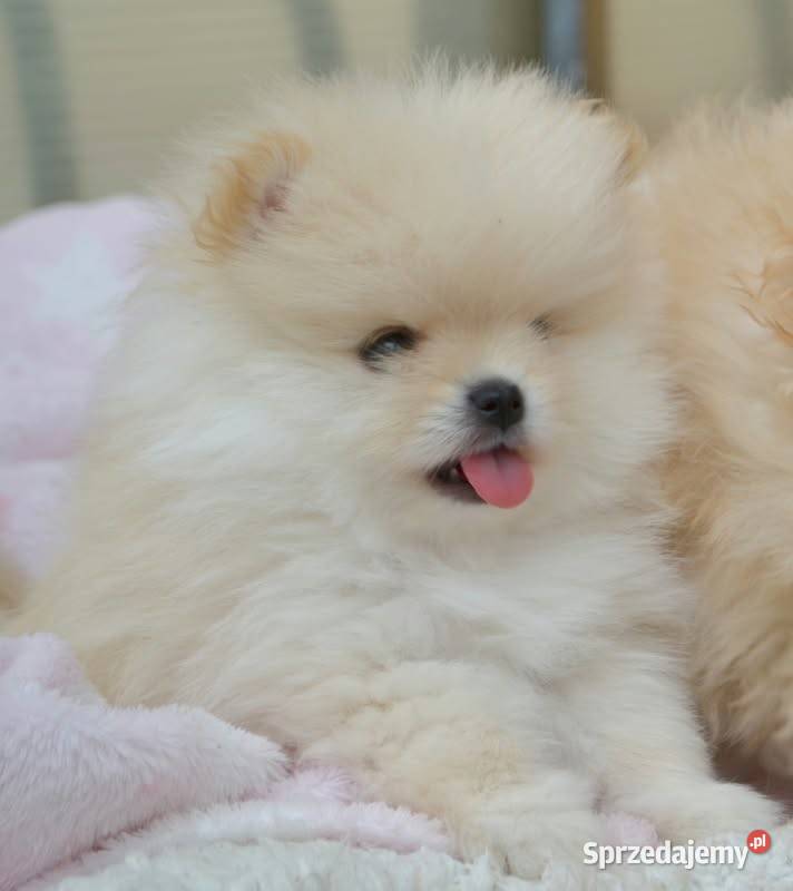 SZPIC MINIATUROWY POMERANIAN ŚLICZNE PUCHATE Warszawa