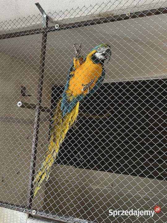 Ara ararauna samiec 22r Ptaki Skała