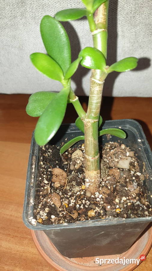 Grubosz crassula drzewko szczęscia 3 mazowieckie Warszawa