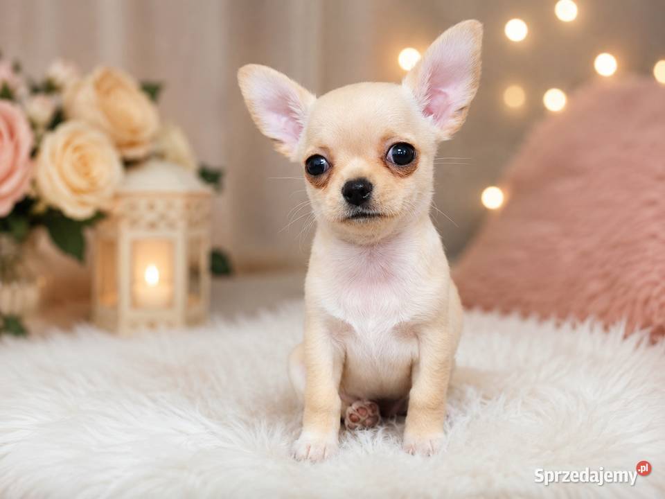 Chihuahua krótkowłosa sunia ZKwP FCI
