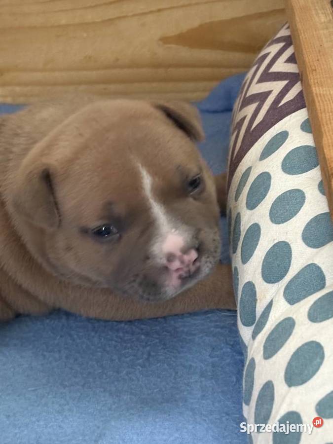Wyjatkowe American Bully pocketmicro ABKC Show Głogów