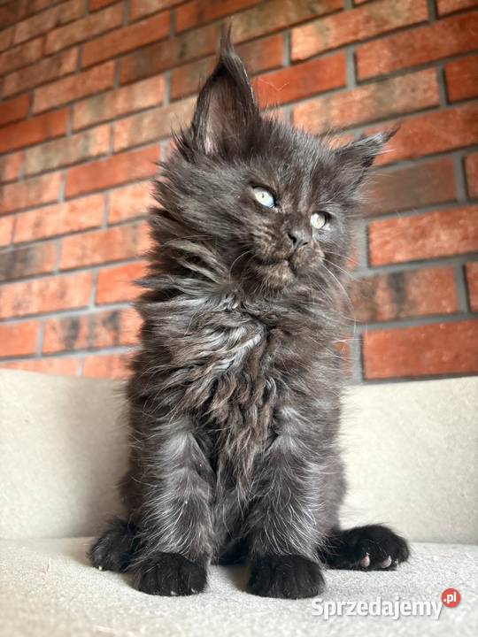 Maine Coon Olimpia Szembruk