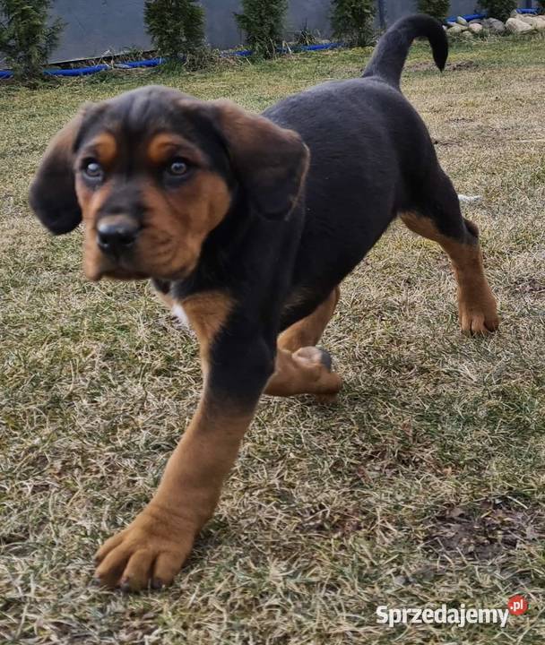 Ogar polski szczeniaki CHAMPIONIE POLSKI Pozostałe Lubomia