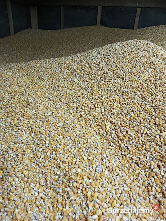 Kukurydza sucha Stary Lubliniec