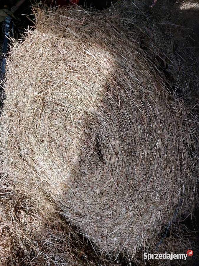 Siano bele 120x120 lubelskie Podstary Zamość