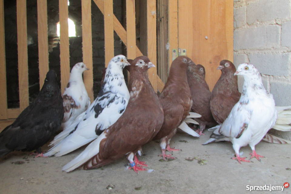 Gołębie Orliki Górnolotne