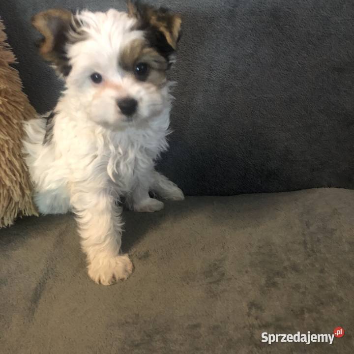 Suczka york biewer Ajsze rodowód IHR Kopaszyn