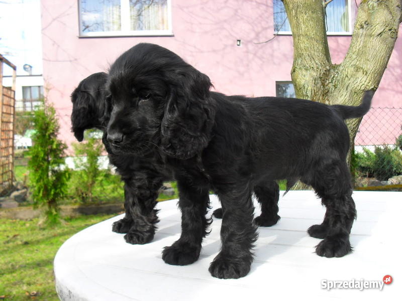 COCKER SPANIEL ANGIELSKI SZCZENIACZKI Trzcianka sprzedam