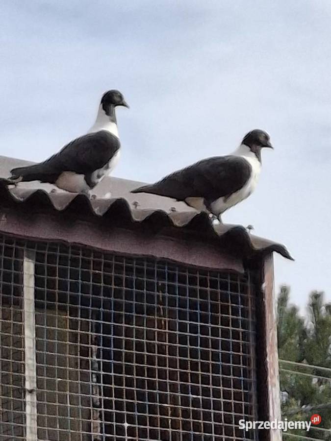 Młode piękne czarne strassery Rybnik
