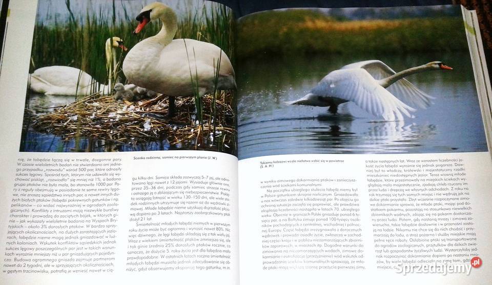 Ptaki Polski Tom I Andrzej G Kruszewicz