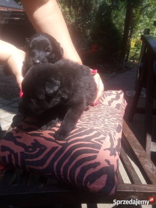 Owczarek Belgijski Groenendael